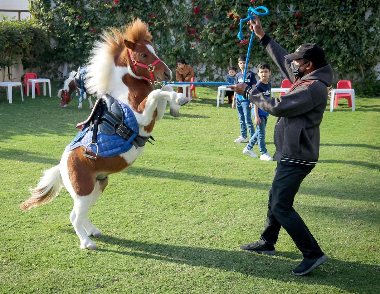 Lagoona Beach Luxury Resort And Spa Al-Manamah Bagian luar foto The photo shows a small horse or pony rearing up on its hind legs. The pony is wearing a blue saddle and is being led by a person who is holding a rope. The person is wearing a mask and appears to be encouraging the pony to perform. In the background